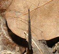 HETEROPTERA: CHIAVI DICOTOMICHE